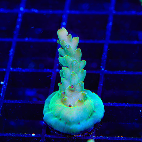 TSA Appletini Acropora Coral