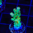 TSA Appletini Acropora Coral