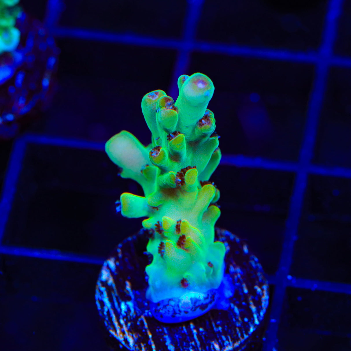 TSA Appletini Acropora Coral