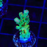 TSA Appletini Acropora Coral