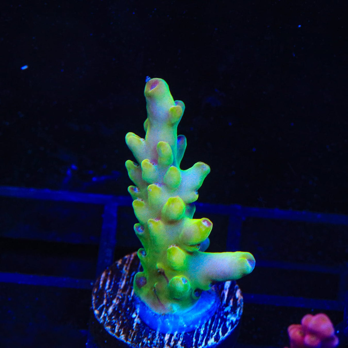 TSA Appletini Acropora Coral