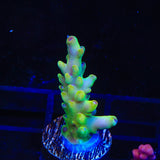 TSA Appletini Acropora Coral