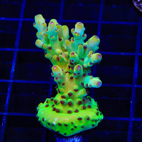 TSA Appletini Acropora Coral