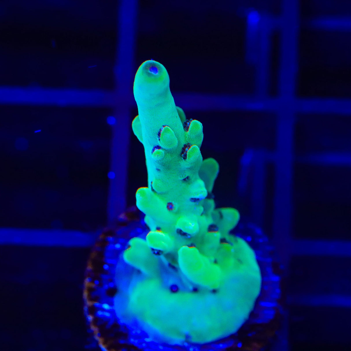 TSA Appletini Acropora Coral