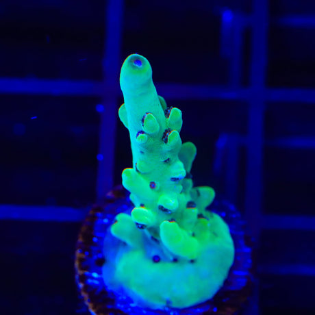 TSA Appletini Acropora Coral