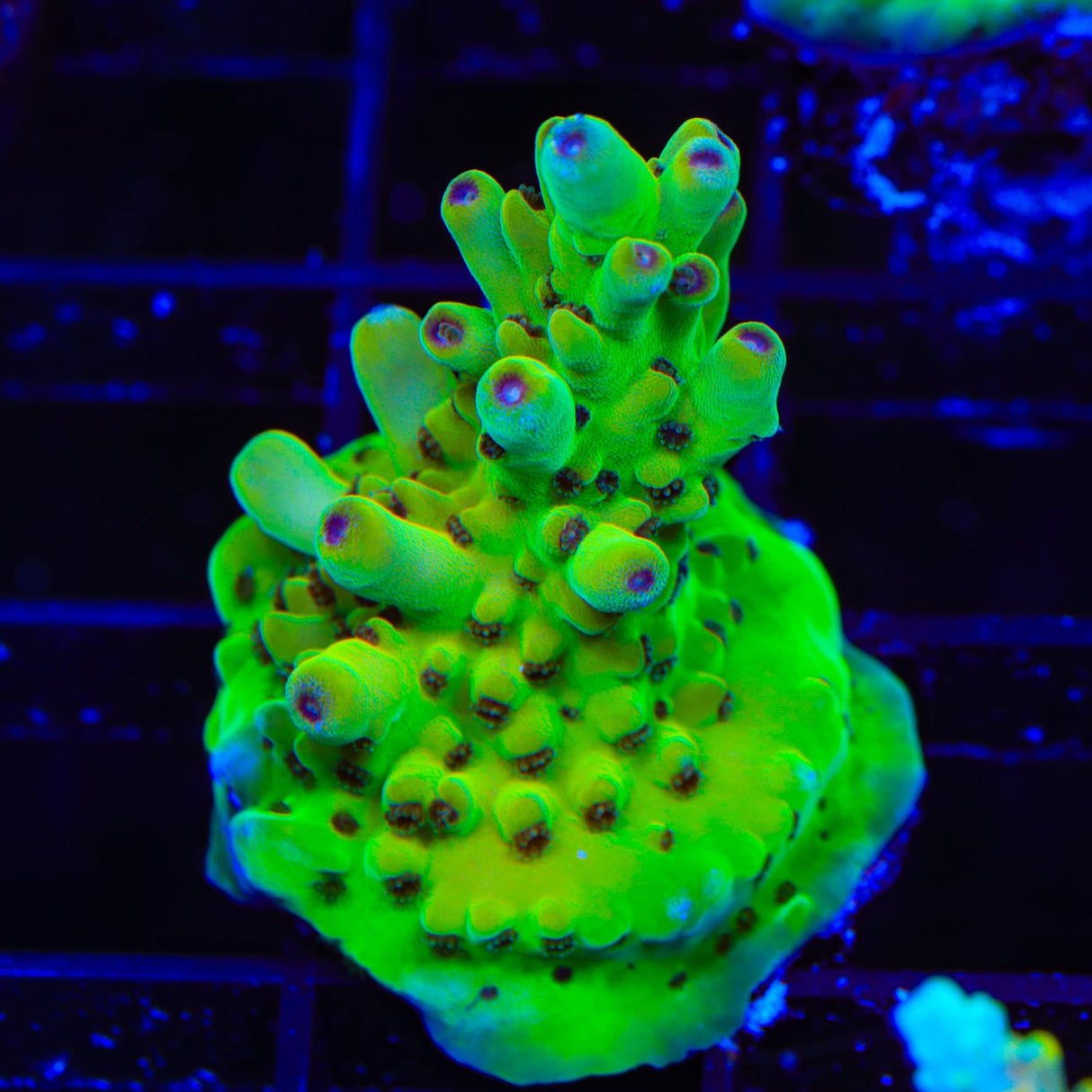 TSA Appletini Acropora Coral