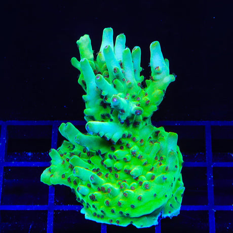 TSA Appletini Acropora XL Frag Coral