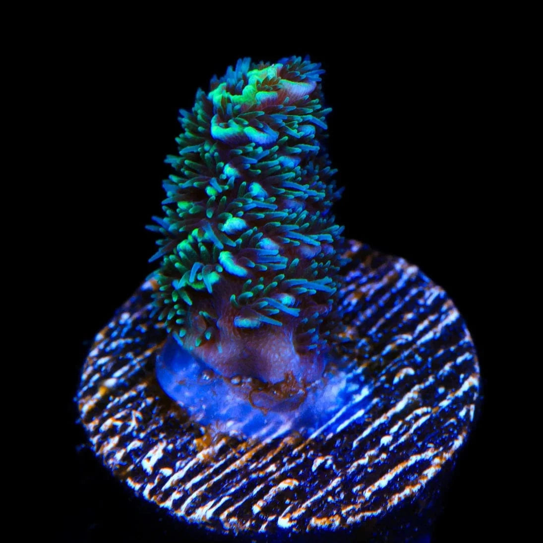 TSA Aqua Matrix Acropora Coral