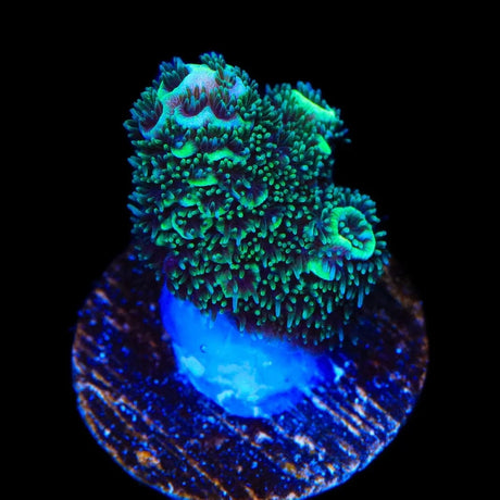 TSA Aqua Matrix Acropora Coral