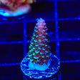 TSA Aqua Matrix Acropora Coral