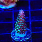 TSA Aqua Matrix Acropora Coral