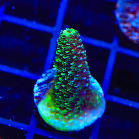 TSA Aqua Matrix Acropora Coral
