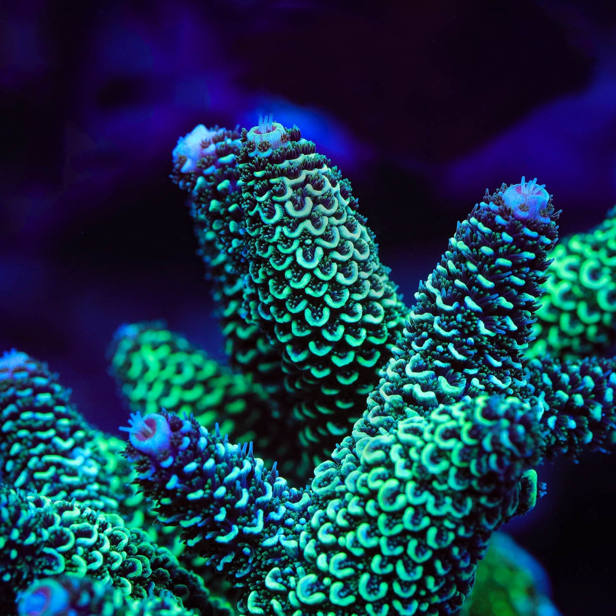 TSA Aqua Matrix Spath Acropora Coral