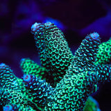 TSA Aqua Matrix Spath Acropora Coral