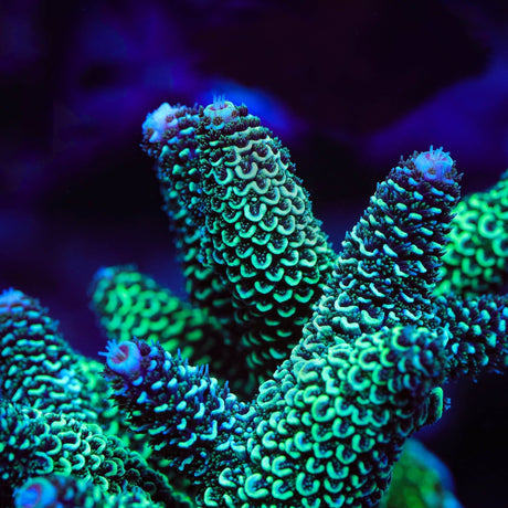 TSA Aqua Matrix Spath Acropora Coral