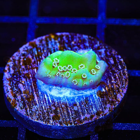 TSA Aqua Rim Montipora Coral