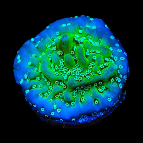 TSA Aqua Rim Montipora Coral