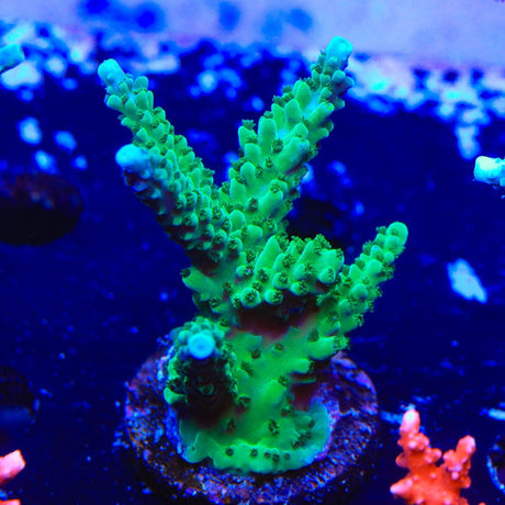 TSA Aquamarine Acropora Coral