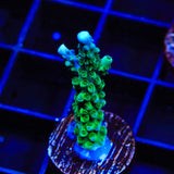 TSA Aquamarine Acropora Coral