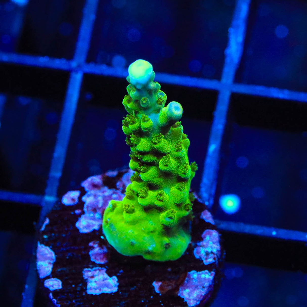 TSA Aquamarine Acropora Coral