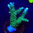 TSA Aquamarine Acropora XL Frag Coral