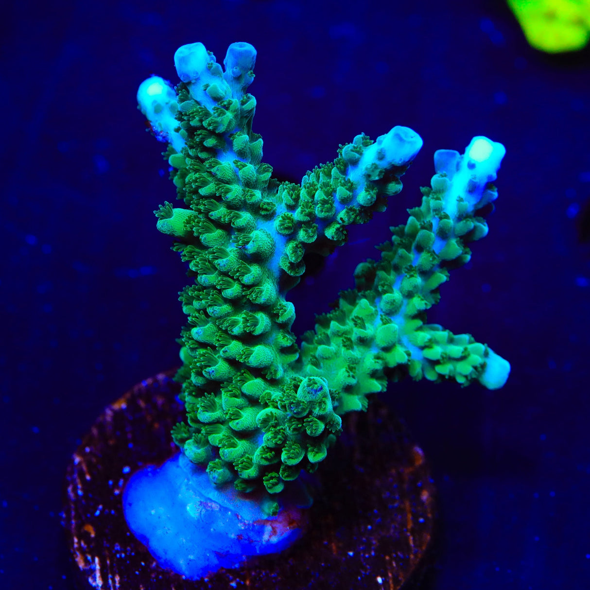 TSA Aquamarine Acropora XL Frag Coral