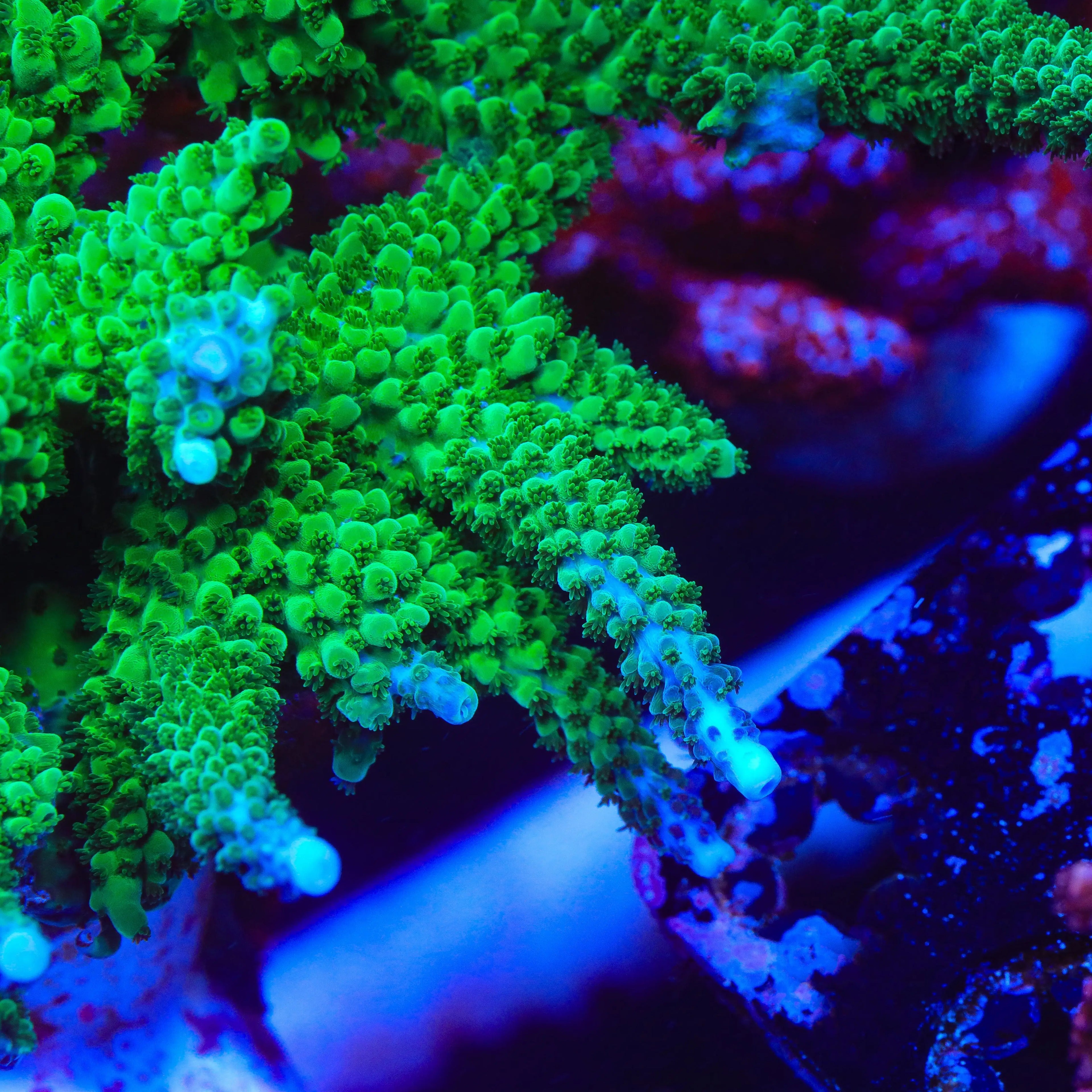 TSA Aquamarine Stag Acropora Coral – Top Shelf Aquatics