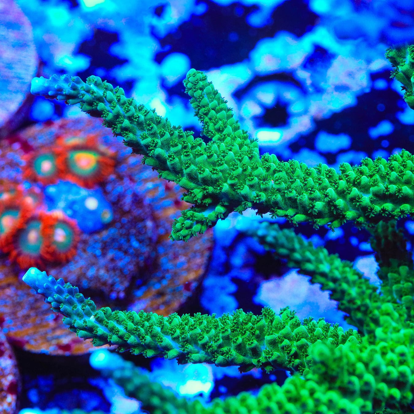 TSA Aquamarine Stag Acropora Coral