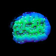 TSA Aquarim Montipora Coral