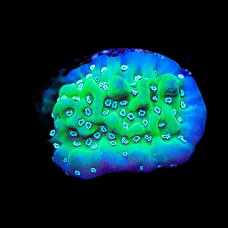 TSA Aquarim Montipora Coral