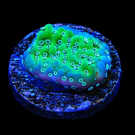 TSA Aquarim Montipora Coral