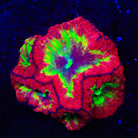 TSA Atomic Ray Blastomussa Coral