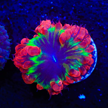 TSA Atomic Ray Blastomussa Coral