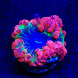 TSA Atomic Ray Blastomussa Coral