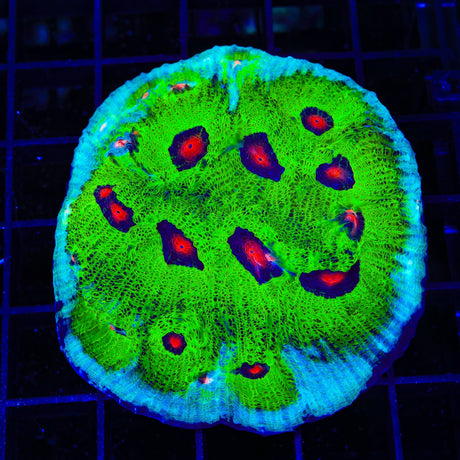 TSA Avatar Chalice Colony Coral