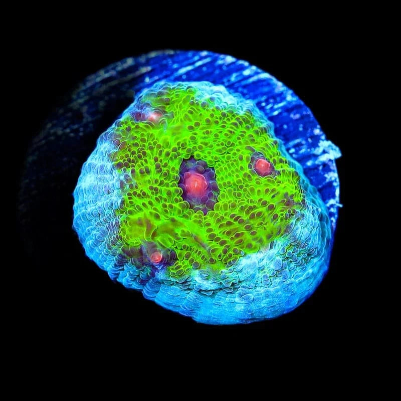 TSA Avatar Chalice Coral