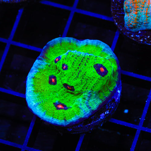 TSA Avatar Chalice Coral