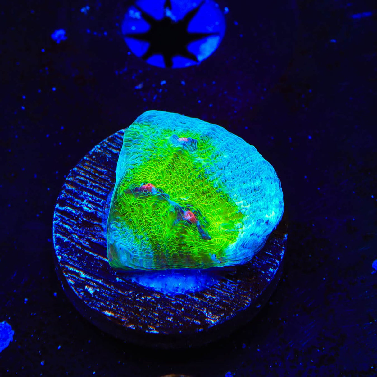 TSA Avatar Chalice Coral