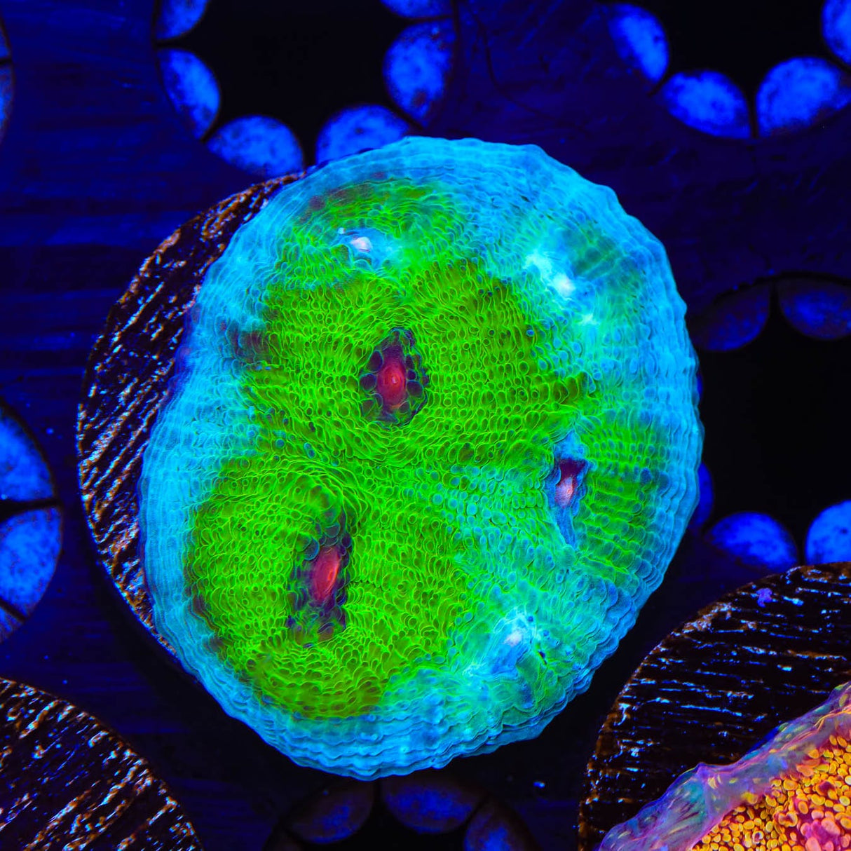 TSA Avatar Chalice Coral