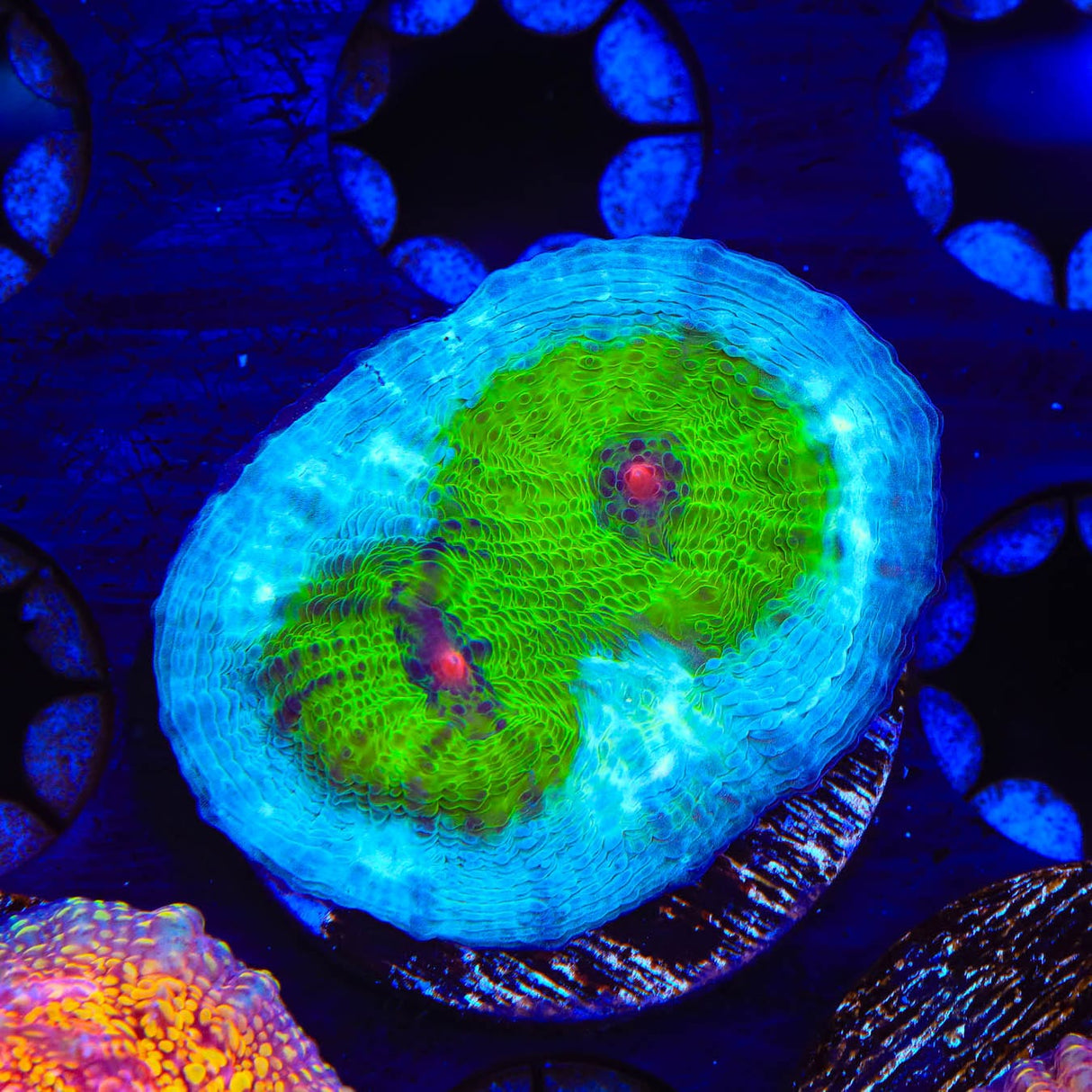 TSA Avatar Chalice Coral