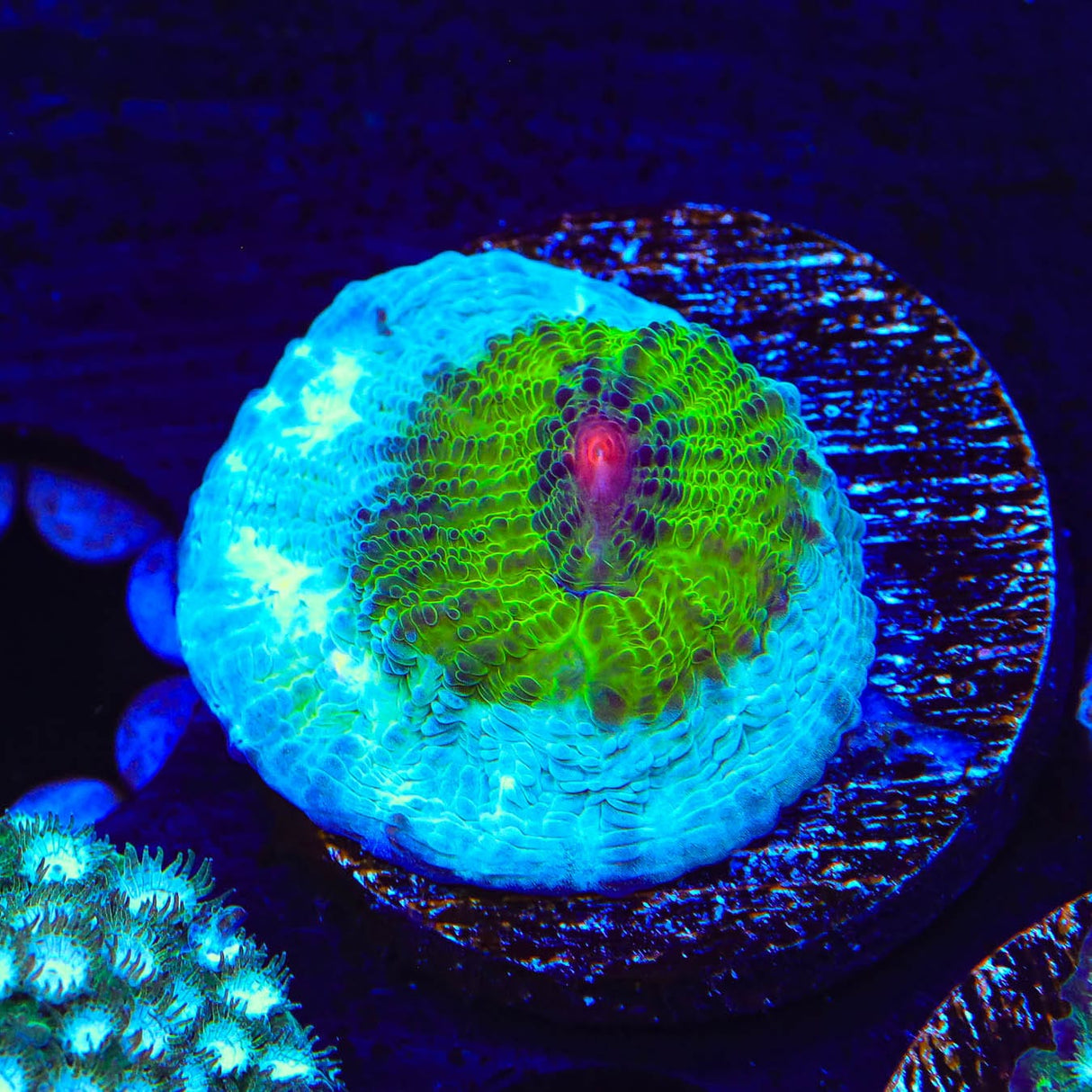TSA Avatar Chalice Coral