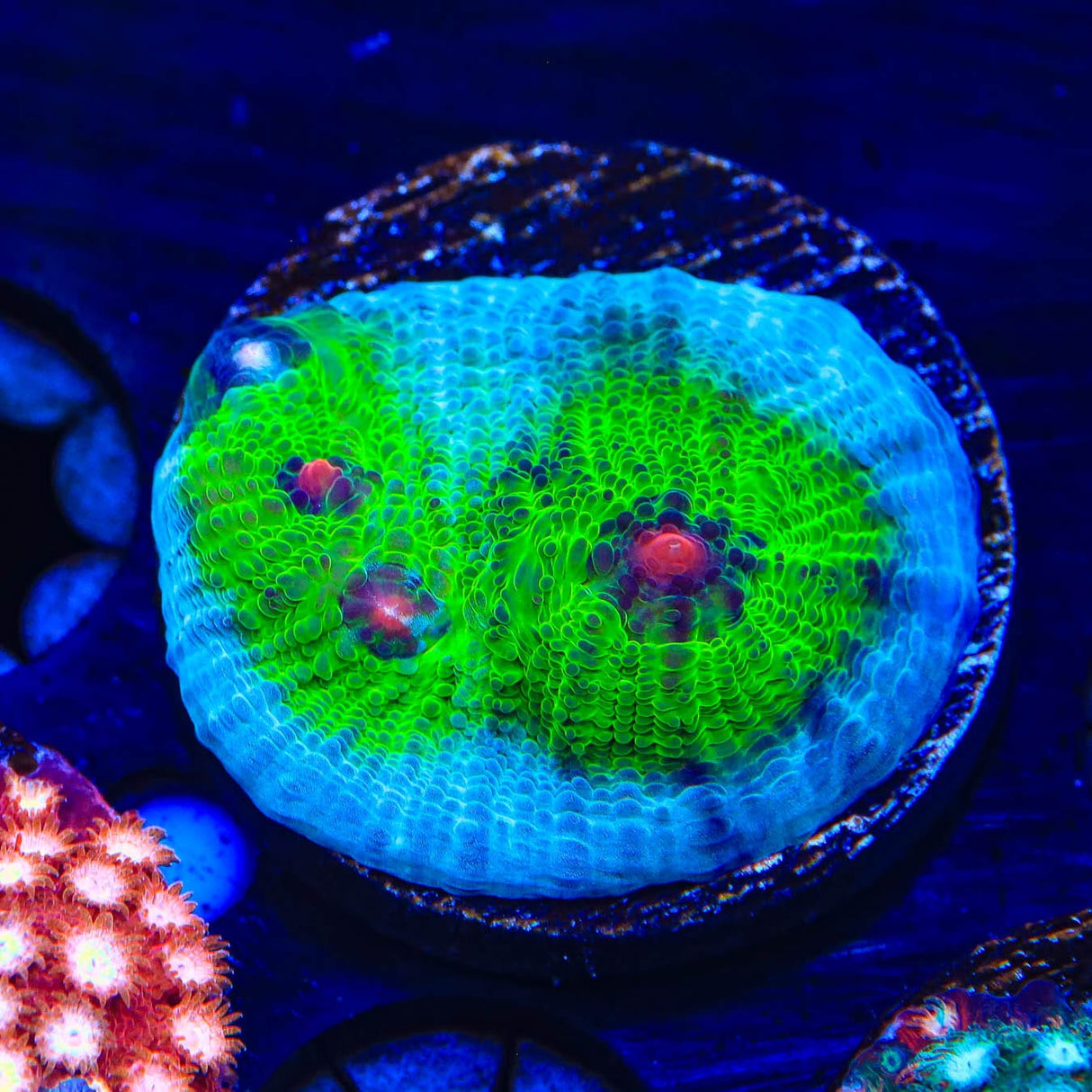 TSA Avatar Chalice Coral
