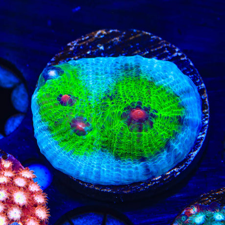 TSA Avatar Chalice Coral