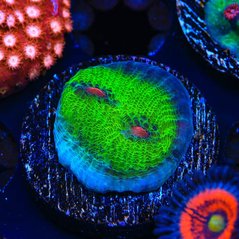 TSA Avatar Chalice Coral