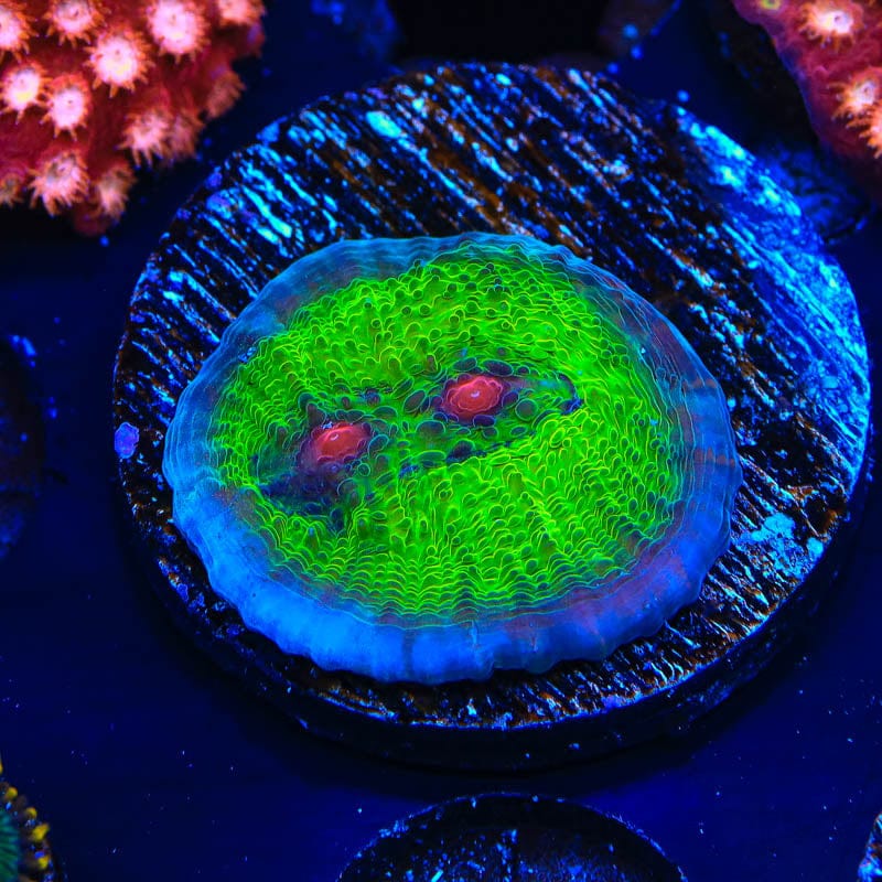 TSA Avatar Chalice Coral