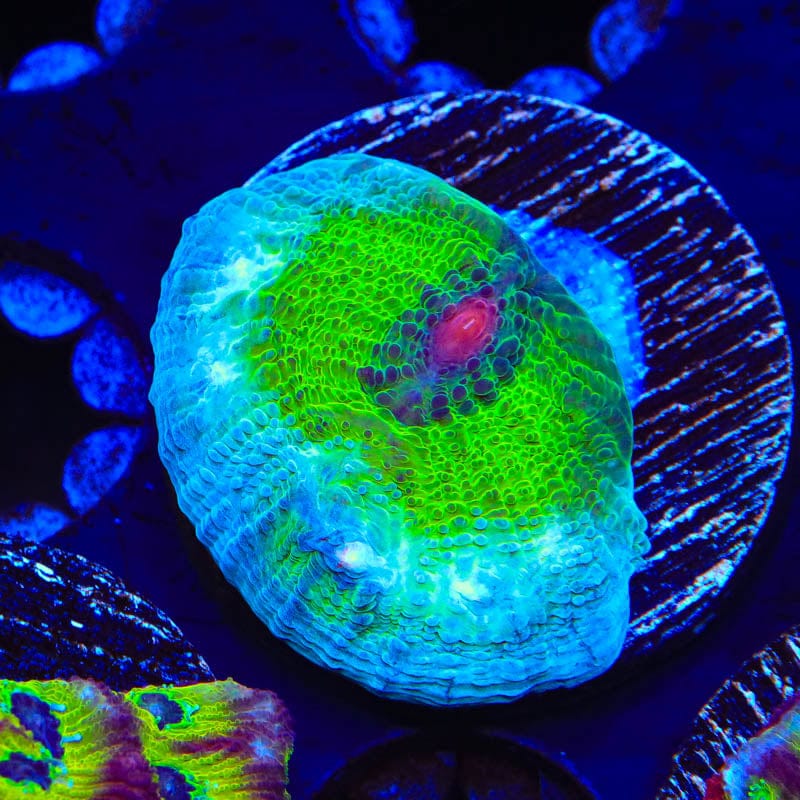 TSA Avatar Chalice Coral