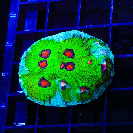 TSA Avatar Chalice XL Frag Coral