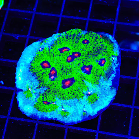 TSA Avatar Chalice XL Frag Coral