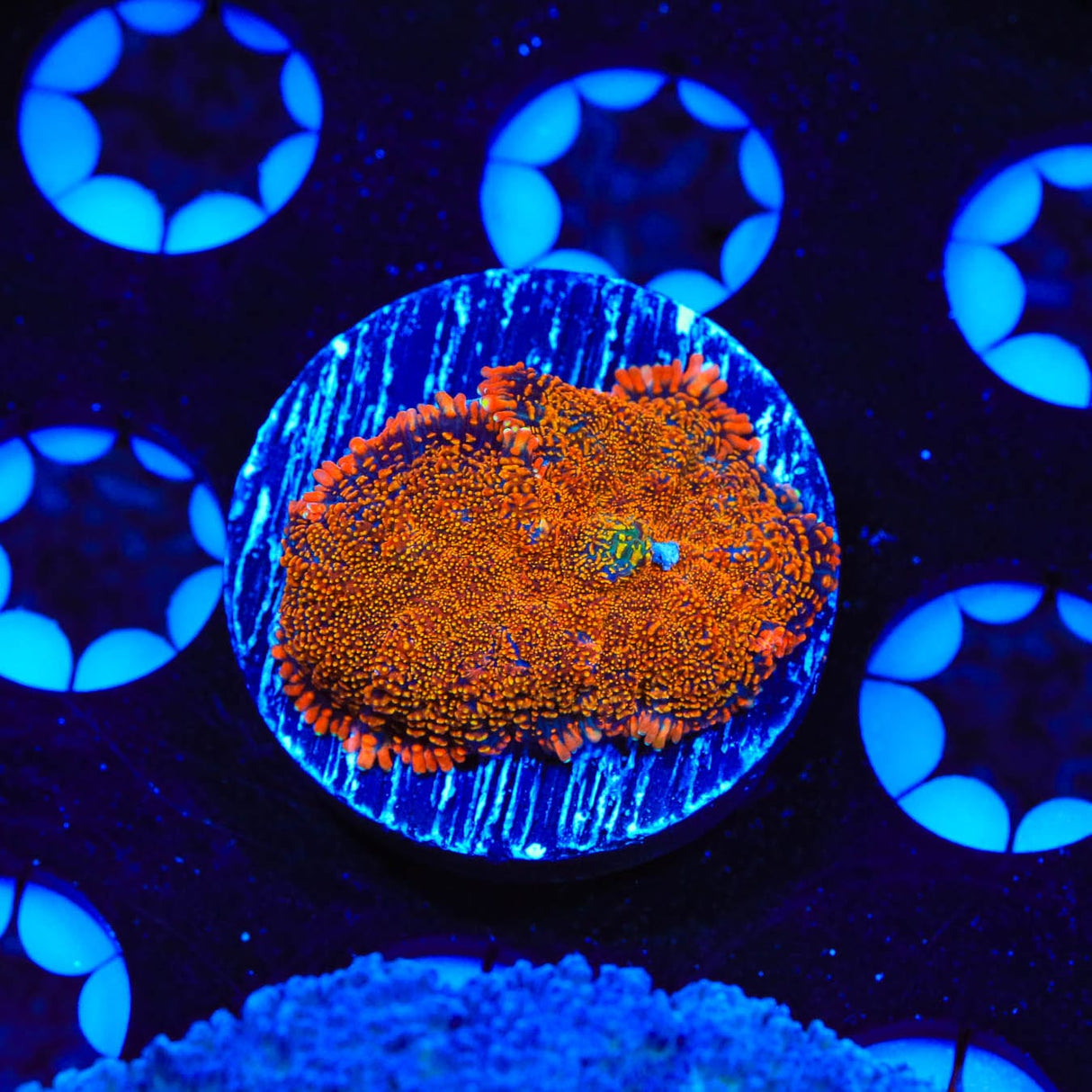 TSA Awesome Sauce Rhodactis Mushroom Coral