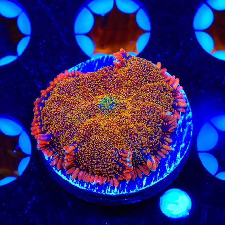 TSA Awesome Sauce Rhodactis Mushroom Coral